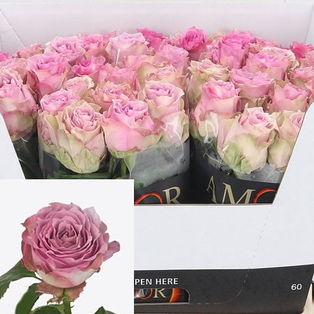 Rose Rosemary