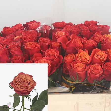 Rose Roxy