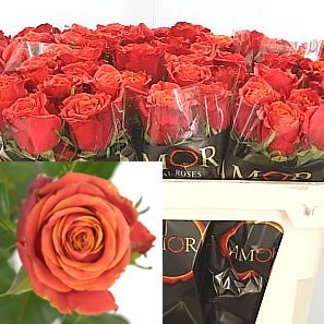Rose Roxy