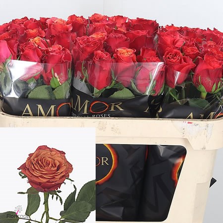 Rose Roxy