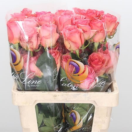 Rose Saga (Ecuador)