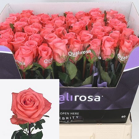 Rose Sankara