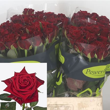 Rose Sarinah