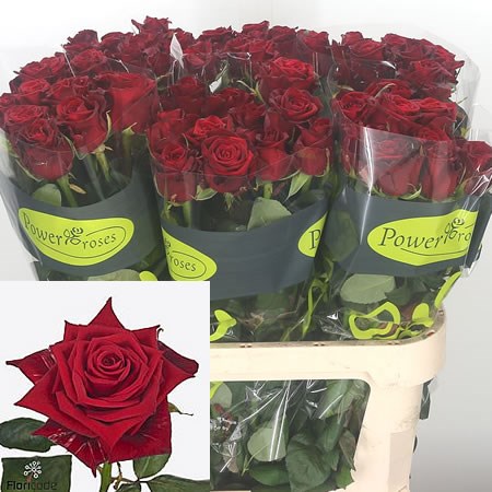 Rose Sarinah