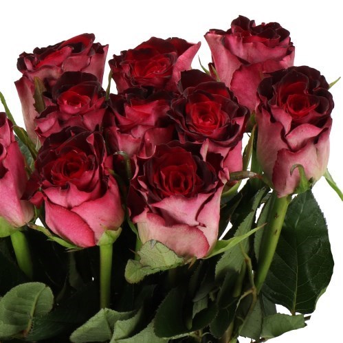 Rose Scarlet Ruby