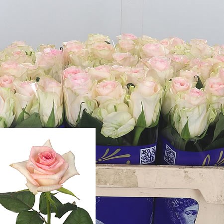 Rose Senorita