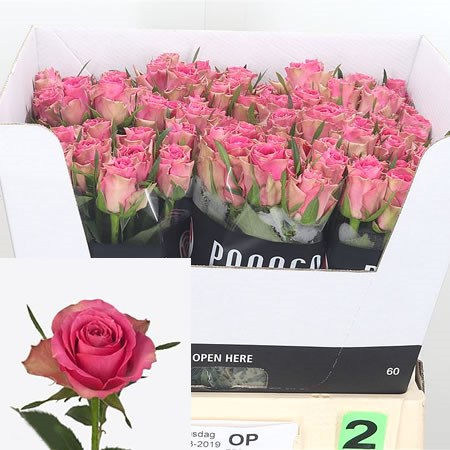 Rose Shiary