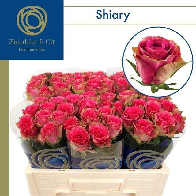 Rose Shiary