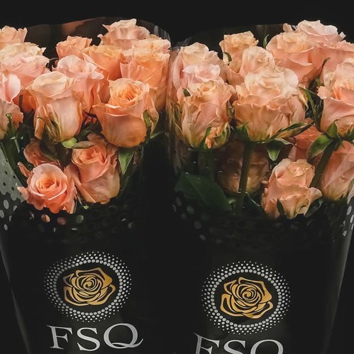 Rose Shimmer (Ecuador Large Heads)
