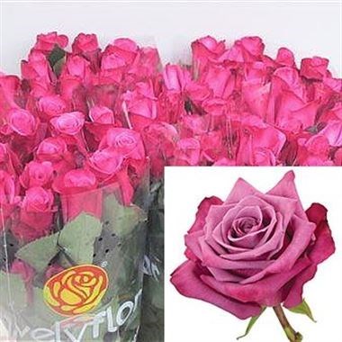 Shojun Roses Rose Shogun 70cm | Wholesale Dutch Flowers & Florist Supplies UK