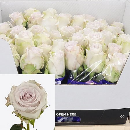 Rose Silver Moon 60cm | Wholesale Dutch Flowers & Florist Supplies UK