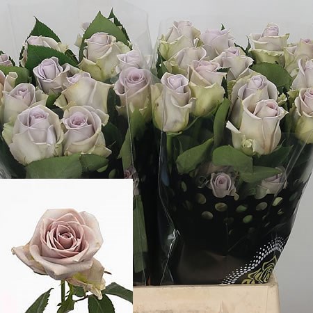 Rose Silverstone (Ecuador)
