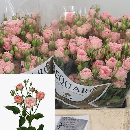 Rose Sissi Mikado