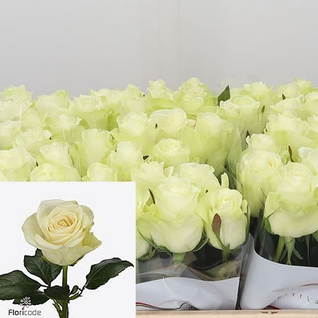 Rose Snowstorm