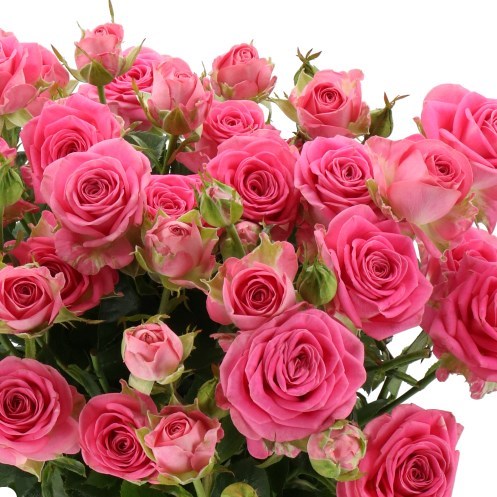 Rose Spray Solaya