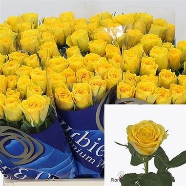 ROSE SOLERO 40CM (SMALL HEADED)