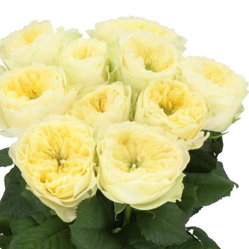 Rose Solsbury Hill