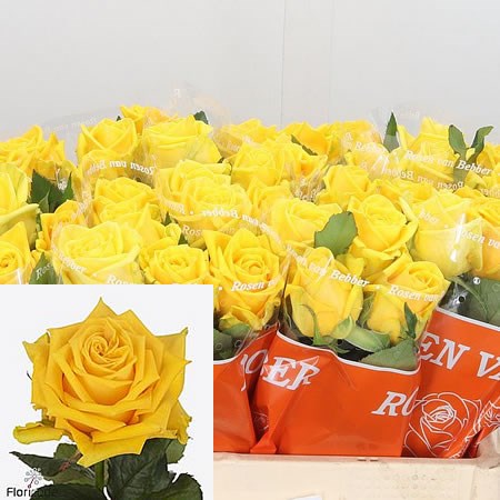 Rose Souza