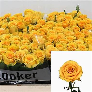 Rose sphinx gold