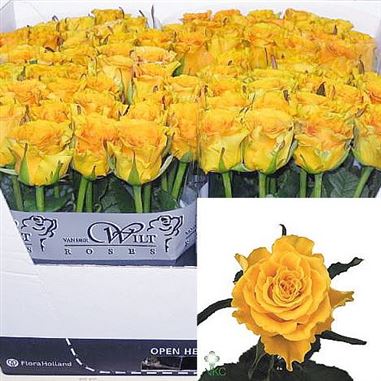 Rose sphinx