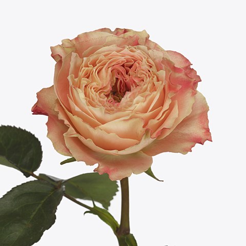 Rose Spock