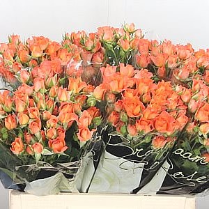 Rose Spray 4 Good Peach