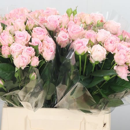 Rose Spray Aerobic Pink