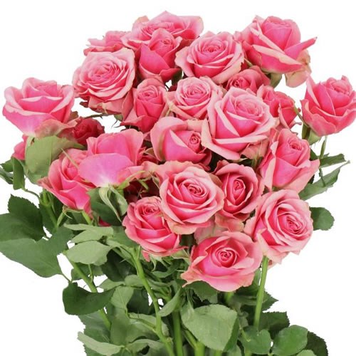 Rose Spray Alexine
