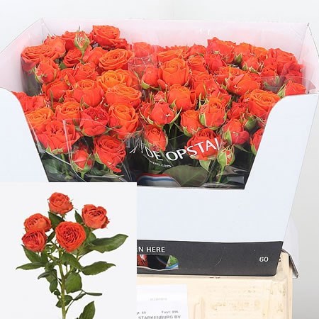 Rose Spray Amata