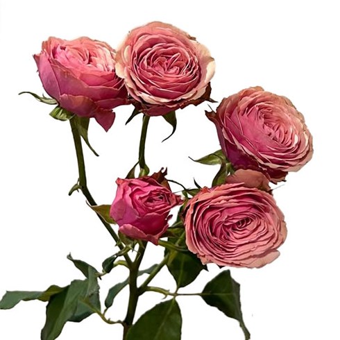 Rose Spray Antique Trendsetter