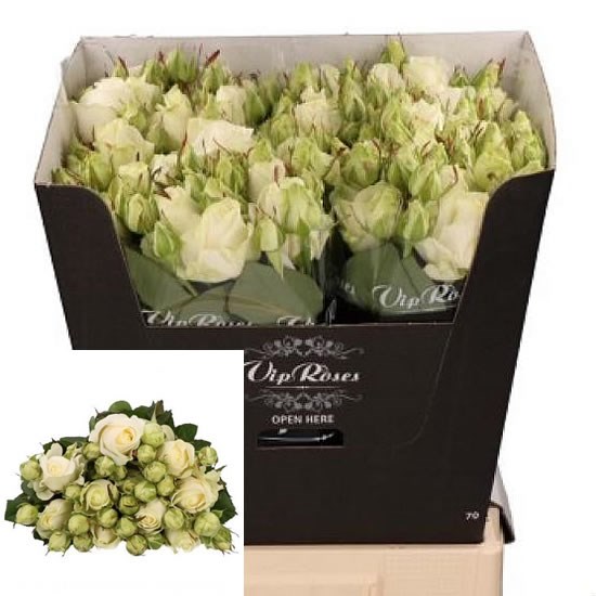 Rose Spray Avalanche