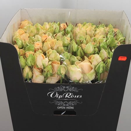 Rose Spray Avalanche Peach