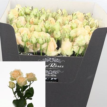 Rose Spray Avalanche Peach