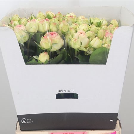 Rose Spray Ave Maria