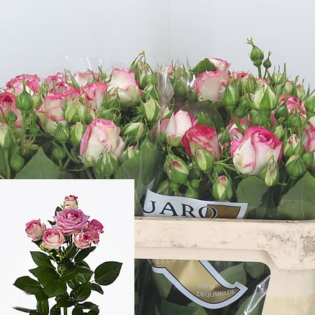 Rose Spray Aveline