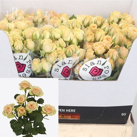 Rose Spray Axana