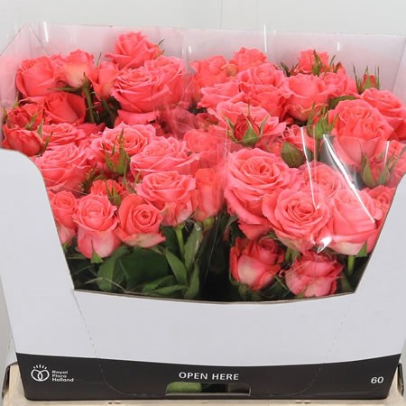 Rose Spray Aya Sofia 60cm | Wholesale Dutch Flowers & Florist Supplies UK
