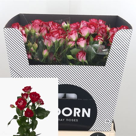 Rose Spray B-bubbles