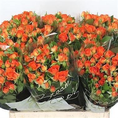 Rose Spray Babe 40cm (v small)