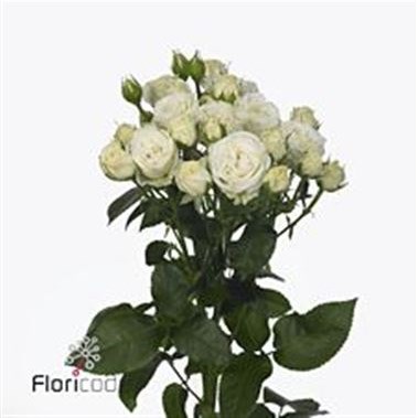 Rose Spray Belarus