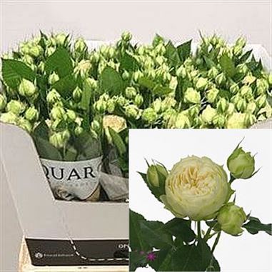 Rose Spray Blanchette