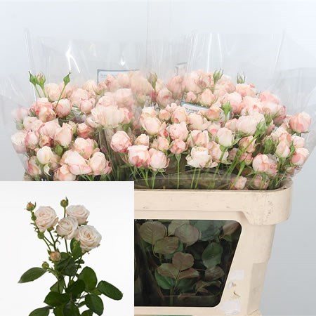 Bombastic Flower Rose Spray Bombastic 50cm | Wholesale Dutch Flowers & Florist Supplies UK