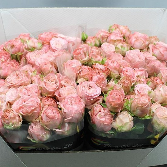 Rose Spray Bombastic