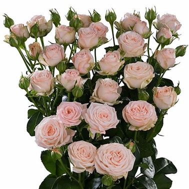Rose Spray Bombastic