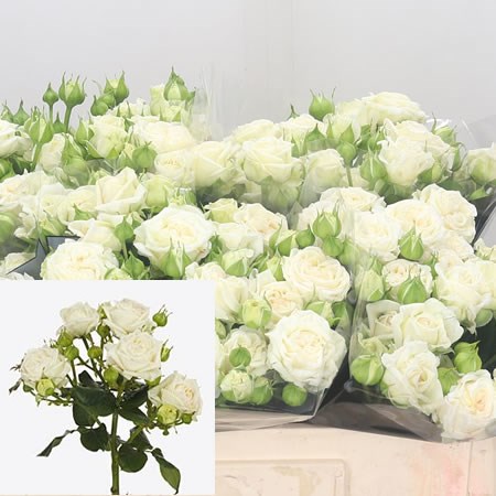 Rose Spray Bridal Flow