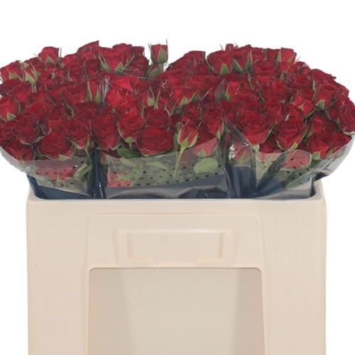Rose Spray Caradonna