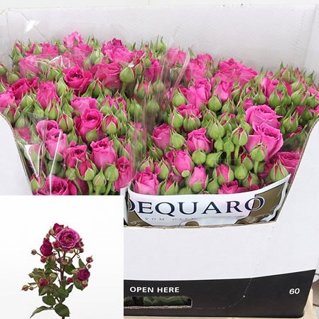 Rose Spray Carat