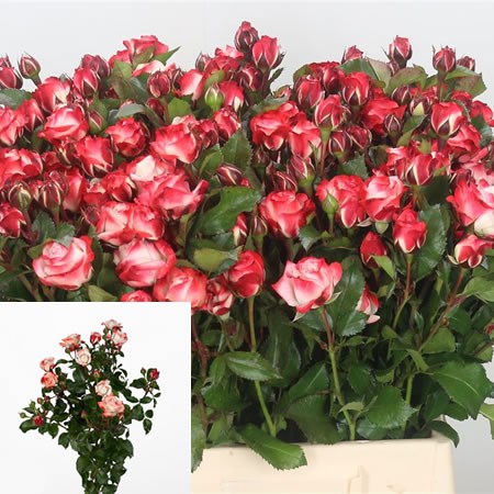 Rose Spray Carnaval Freel