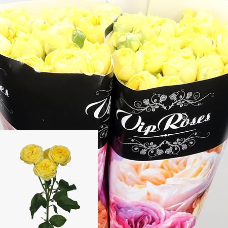 Rose Spray Catalina