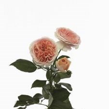 Rose Spray Chippendale